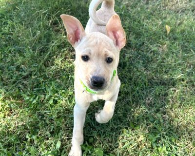 Lotus is a super sweet and silly 8 week old lab mix that weighs 7 lbs. She is expected to be around 40-45 lbs when is she full grown. Lotus is a silly, happy, loving and easy going girl that makes life fun for everyone around her. She is the class clown of her litter and is always doing quirky things that make her foster mom laugh. She does the cutest wave with her paw when she is really excite...