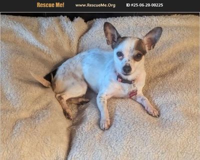 Brylie - Female Puppy Chihuahua / Jack Russell for Adoption