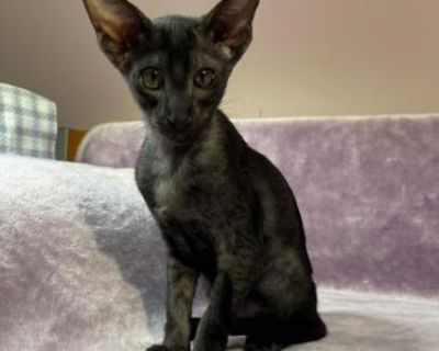 Aiya - Oriental Female Kitten For Sale