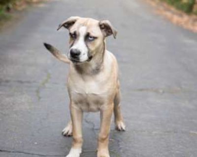 Prince Charming - Husky/Boxer Mix Male Puppy for Adoption