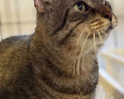 Tabby McTat - Domestic Shorthair Male Cat for Adoption