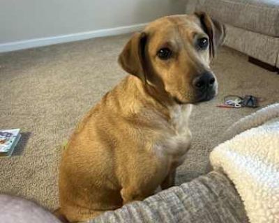 Clover - Labrador Retriever Female Dog for Adoption