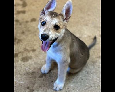 Edith - Husky/Mixed Breed (Medium) Mix Female Puppy for Adoption