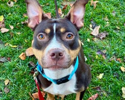 Young. Brown/chocolate - with tan. Hair: short. Microchipped. ***We are not taking inquiries on Neapolitan at this time*** Neapolitan is on mandatory stray hold until the end of business 11/02/25. If you believe that this is your dog, please give us a call at 216-525-PUPS. See our website, www.cuyahogadogs.com for details about visiting. Adoption process Adoption Process All dogs are adopted on...