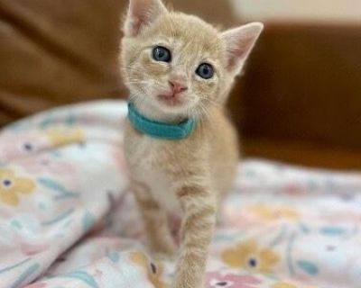 Say hello to Pineapple Sugar! This three-month-old orange and cream tabby boy is as sweet as his name suggests. Pineapple Sugar is a playful little guy with a sunny personality and a curious spirit. He s always up for an adventure, whether it s exploring a new nook or chasing after a toy. Pineapple is growing up with his siblings and would love to join a home with another feline friend, but he ...
