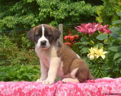Cocoa - Saint Bernard Puppy For Sale in Pennsylvania