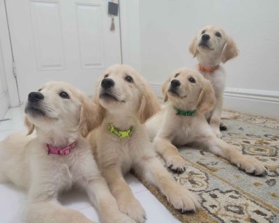 2 Male and 2 Female Golden Retriever Puppies for Sale