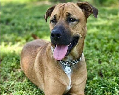 Annie - Female Puppy Boxer / Lab for Adoption