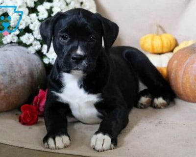 Bayla - Female Boxador Puppy for Sale
