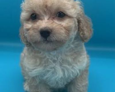 TORI - Miniature Poodle/Maltipoo Mix Female Puppy for Adoption