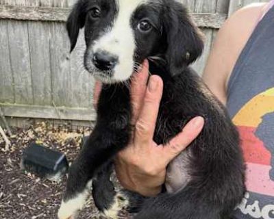 Lollygag - Border Collie Female Puppy for Adoption