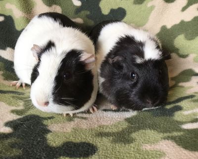 Gummie ( Bonded to Gordina) - Guinea Pig Female for Adoption