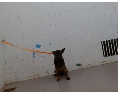 MEREDITH - Belgian Malinois Female Dog for Adoption