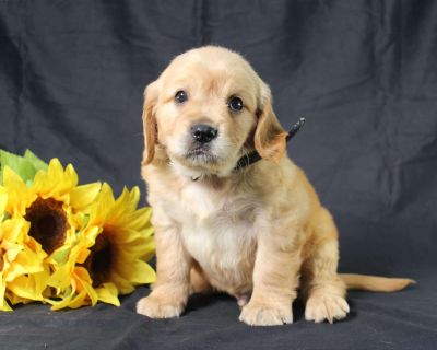 Martin - 6 Weeks Male Miniature Golden Retriever Puppy for Sale