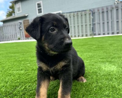 Harper - Dutch Shepherd Puppy For Sale in New Jersey