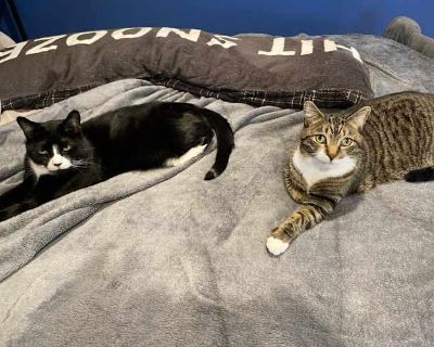 2 Brothers. Rosie and Oreo. Yes, Rosie is a boy. My daughter named him that when she was a 5yr old. Good cats. Have never missed their litter box. Don't claw my furniture. Are used to being left for several days unattended. They were adopted she a rescue facility when they were kittens. I live in a 1 bedroom apartment and it is too small for the 3 of us.. Good with kids Good with dogs Good with...