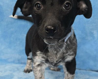 Meet Indra, a 10 week old, 5 pound (as of 11/18), adorable Heeler mix. She is great with other dogs and friendly! If you would like to adopt this Rockstar, please email rescue@pupstarzrescue.org or visit www.pupstarzrescue.org for an application! www.pupstarzrescue.org Please Follow us on Instagram: @pupstarzrescue Like us on FaceBook! www.facebook.com/PupStarzRescue **Puppies are hard work. If...