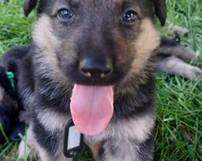 German shepherd puppies