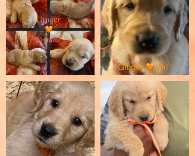 1 Female Golden Retriever Puppy for Sale