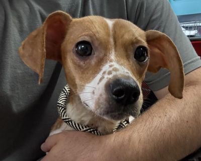 Meet Chaco! This precious 2 year old jack russell terrier mix came to us with her five teeny puppies and baby daddy, Filson. Chaco is a pint sized ball of perfection! She is a sweet, playful, smart little thing with a real spitfire energy to her. She loves other dogs, being held, and yummy snacks. We're still learning more about her personality as we go, but what we do know is Chaco is going to...