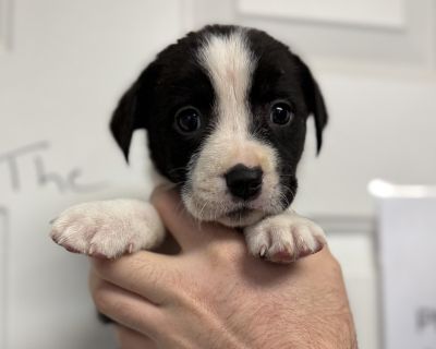 Qibli - Pit Bull Terrier Mix Female Puppy for Adoption