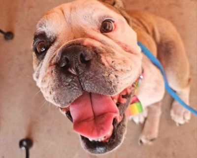 Mabel - English Bulldog Mix Female Dog for Adoption