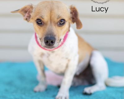 Lucy - Chihuahua & Pug Mix Female Dog for Adoption