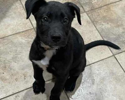 Turk CMc - Shepherd (Unknown Type)/American Pit Bull Terrier Mix Male Puppy for Adoption