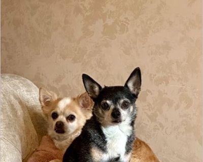 OPIE & JAX - Male Senior Chihuahua for Adoption