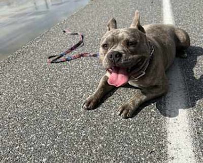 Cinco - American Pit Bull Terrier Male Dog for Adoption