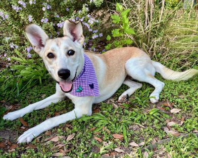 IRIS - GORGEOUS GIRL - SEE VIDEO! - Husky & Labrador Retriever Mix Female Dog for Adoption