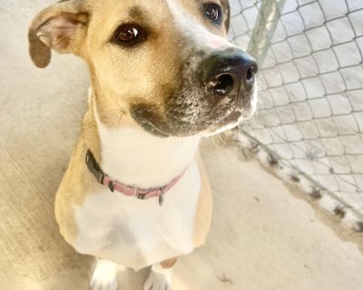 Carlea - American Staffordshire Terrier Mix Female Dog for Adoption