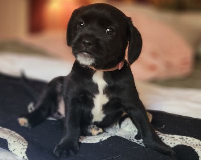 Drusilla is a small puppy with a huge personality. She loves being close to people and often experiences a little FOMO, always hoping to be held and included in whatever you're doing. Despite her need for attention, she sleeps well in her crate at night and is learning the routines of a happy home. She is playful, sweet, and full of energy, always ready for fun and affection. Drusilla's early l...