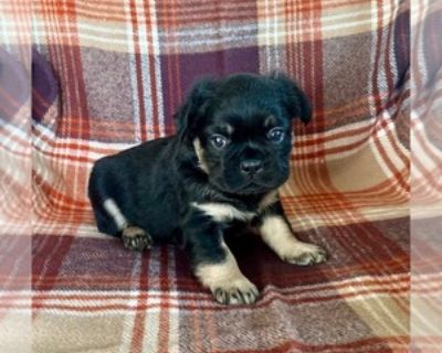 5 Weeks Old * Size at Maturity: Small * Availability Date: 12/03/2025 * Shipping Area: Nationwide * Payment Method: Paypal, Credit Cards, Cash *. Come and meet this handsome little baby! He is the perfect amount of spunk and love. Feel free to call or text Items Included: Akc registered vet checked dewormed current vaccines and a 1 year health guarantee