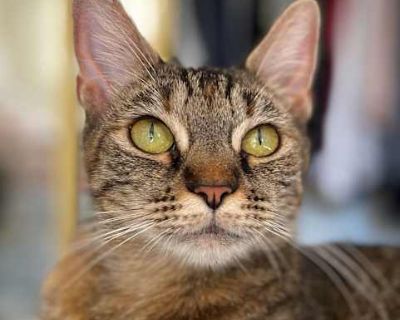 Starling - Tabby Female Cat for Adoption