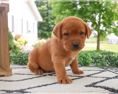 Caspian - Labrador Retriever Male Puppy for Sale