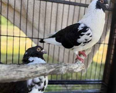 Cosmo & Wanda - Pigeon Male for Adoption