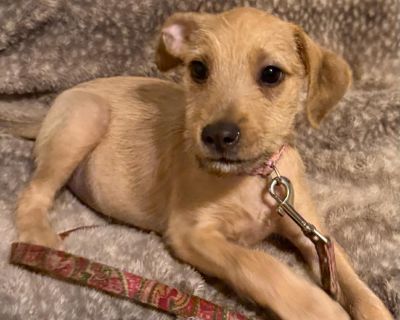 Hi there! I m Shortbread. I'm tender, sweet, and just melt right into your heart. I might not be the first to rush up and say hello, but once I know you re kind, I ll be your quiet little shadow. I m gentle and affectionate, happiest when I m tucked close to someone who makes me feel safe. My siblings might lead the charge into adventure, but I m the one who s always ready for soft cuddles, coz...