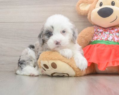 Meet Kardashian, our 5-week old Doodle Female Mini Sheepadoodle Puppy. She is 4lb 6oz @ 5.6 weeks and estimated to grow to 25-45 lbs. Mini Sheepadoodles are. Age 5 weeks Birth Date 10/10/2025 Gender Female Current Weight 4lb 6oz @ 5.6 weeks Est Adult Weight 25-45 lbs Registry n/a Vaccinations Up-To-Date On All Shots Vet Inspection (inspected at 8 wks). Mini Sheepadoodle Breed Info Kind, cuddly,...