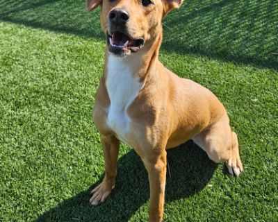 Health Vaccinations up to date, spayed / neutered.. Adult Female Medium Brown / Chocolate , White / Cream