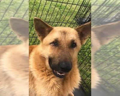 Bones - German Shepherd Dog Mix Male Adult Dog for Adoption