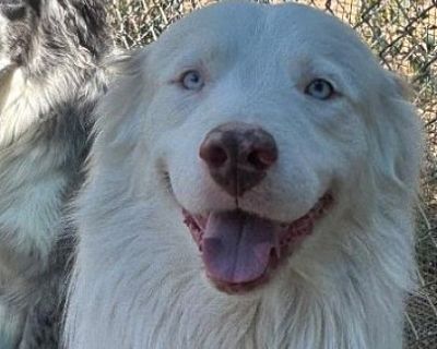 Hachi - Australian Shepherd Male Dog for Adoption