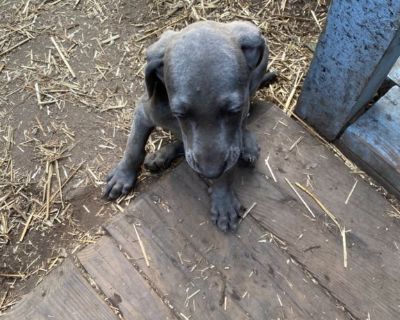 AKC Weimaraner puppies