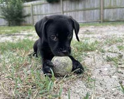 Baby Opal - Labrador Retriever Female Puppy for Adoption
