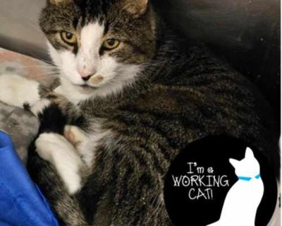 Walrus - Domestic Shorthair Male Cat for Adoption