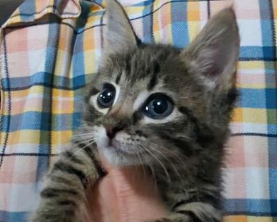 Fleece 2 - Domestic Short Hair Mix Female Cat for Adoption