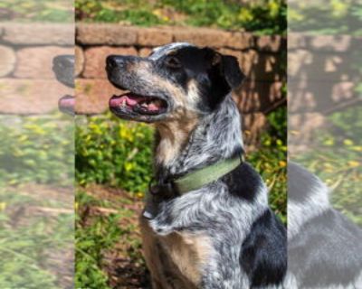 Adult * Location Lafayette, CA, 94549 USA USA *. Dog Breed: Australian Shepherd / Mixed (short coat). Meet Maverick, a fun-loving, athletic, and affectionate adult dog! Maverick is full of energy and is always eager to play. He is a friendly dog who loves meeting new people, and doing well when it comes to making doggy friends. With his loveable personality, Maverick is sure to steal your heart...