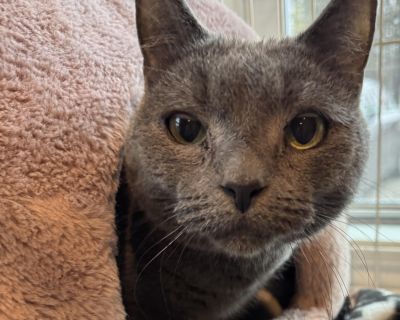 Benson is a handsome, gentle cat about five years old, born in August 2020. He was sadly surrendered due to allergies in his previous home. His former family cared for him for three years and shared that he was a very loving companion who enjoyed attention, purring, and rubbing against his people but he prefers not to be picked up. Since coming into our care, Benson has shown that he s a sweet ...