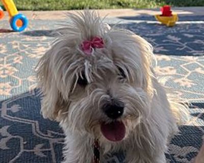 Daisy - Maltipoo Female Dog for Adoption