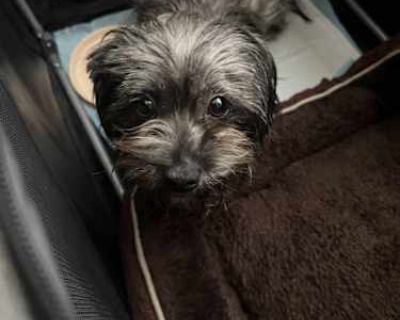 Am\u00e9lie - Shih Poo Female Dog for Adoption